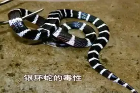 小伙买银环蛇被咬错过最佳治疗期，医生：毒液能毒死10个成年人