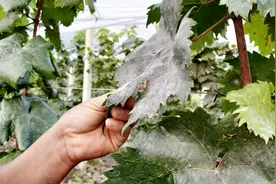 葡萄白粉病用嘧菌酯，甲基托布津和微量元素叶面肥喷施，可以吗？视频封面