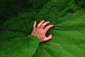 9种不起眼的致命毒草视频封面