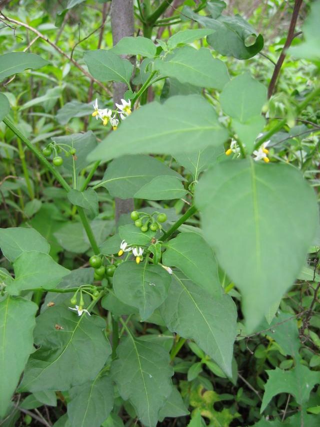 农地里的1种"杂草",人称"龙葵",夏季有黑色"果子",奇特(龙葵属有哪些