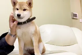 撸柴的日常，安安静静让主人随便摸的好柴犬