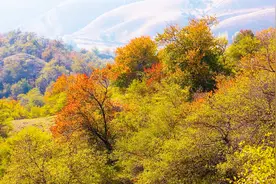 霍城县芦草沟镇牧业村的万亩原始野果林视频封面