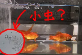 将鱼缸中的水放大1000倍，竟看到了满眼的寄生虫视频封面