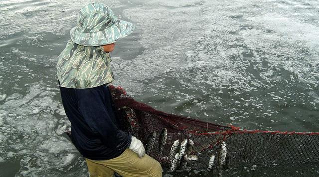 水产专家为您详解水产养殖中常用水质改良剂及促生长药品使用方法