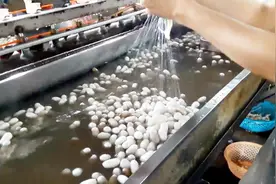 丝绸加工厂实拍，原来蚕茧是这样抽丝织成布的，长见识了