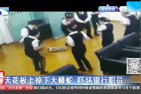 银行天花板上突然掉下一条大蟒蛇，工作人员被吓得魂不附体视频封面