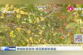 申城秋意渐浓 桂花飘香秋燥起视频封面