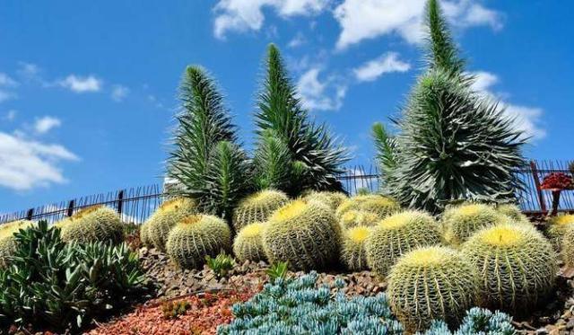 世界植物园大全(绿植物园图片大全)-措必培