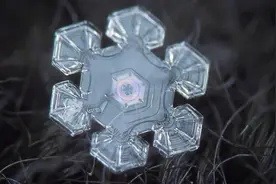 水知道的实验是真的吗？研究员亲自试验，意外发现植物也有意识