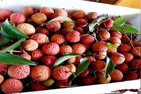 从广西寄荔枝要收80运费？为什么那么贵？分析后你就明白了视频封面