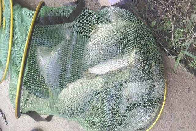 鎻涓€娆惧鍚堝瀷榛戝潙椴ら奔灏忚嵂閰嶆柟锛屽埗浣滅畝鍗曟垚鏈綆锛岃楸艰繕蹇? onerror=