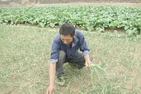 农村大蒜叶片发黄“发育不良”，打了防虫药也没用，得了啥病？视频封面