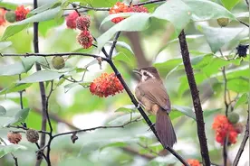 白颊噪鹛土画眉吃野红果，这种红果子野鸟都喜欢吃