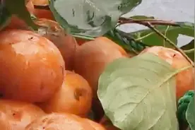 专家：柿子酸奶一起吃是没问题的 得胃结石可能因为吃太多！视频封面