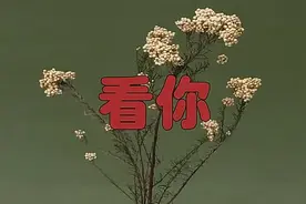 爆火歌曲《看你》，婉转动听，送给大家视频封面