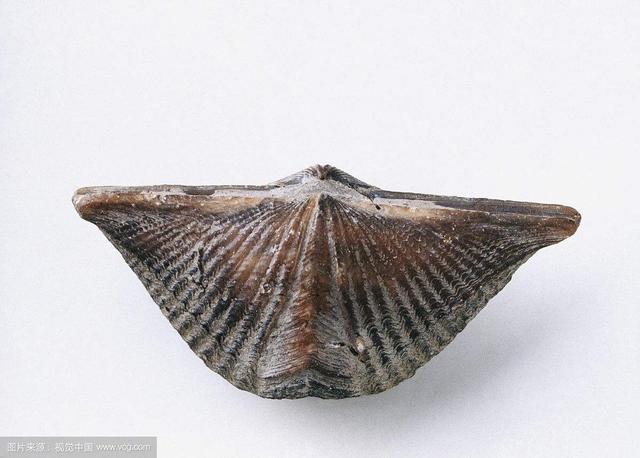 石燕鸟 石燕鸟煲汤的功效_品学知识网