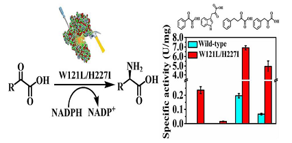 天津工生所在D-氨基酸脱氢酶改造及大位阻D-氨基酸合成方面获进展