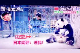 「日本综艺」熊猫妈妈面对苹果诱惑，到底是选择苹果还是小熊猫呢视频封面