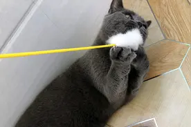 在新环境撒上猫薄荷，猫咪就会很快熟悉了吗？我们试一试视频封面
