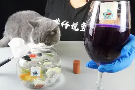 你还在用高锰酸钾给宠物鱼缸消毒吗？别被真相虐哭哦！视频封面