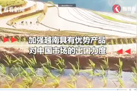 我国第一大进口来源国 中国99%的进口腰果来自这个国家视频封面