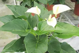 白掌叶处发蔫了？教你招白掌的养护方法，叶片油亮，花开不断视频封面