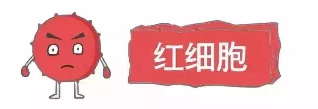 科普｜体检报告单那些名词儿看不懂？那就用这些漫画来搞明白它！