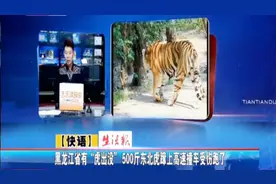 黑龙江：500斤东北虎窜上高速同轿车撞在一起 受伤后跑了视频封面