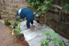 农村人种的菜为什么好吃，60岁奶奶亲自指导，关键步骤在这里视频封面