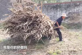 实拍农村老大爷拉架子车，其中艰辛谁人知？看得心里酸酸的！视频封面