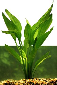 水草缸要哪些肥料呢？人家水族箱就是漂亮，因为人家懂得怎么施肥