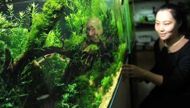 水草缸要哪些肥料呢？人家水族箱就是漂亮，因为人家懂得怎么施肥