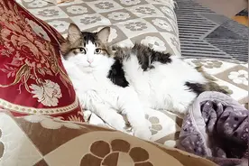 家里的猫咪突然到处拉臭臭，知道原因，主人却自责了·猫篇视频封面