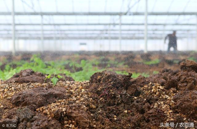 蚯蚓粪肥如何施用，蚯蚓粪肥使用的注意事项有哪些？