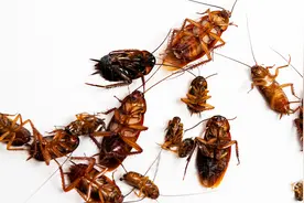 蟑螂原来最怕它，把它放地上，比蟑螂药还灵，蟑螂来对手灭多少视频封面