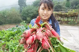 这种萝卜叫胭脂萝卜，罗罗拿来做泡菜，咸香脆爽四川人的最爱视频封面