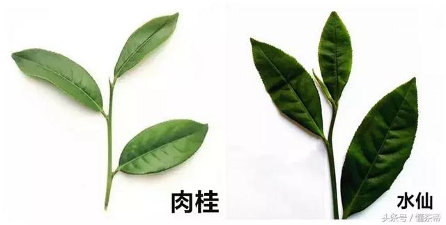 岩茶为什么“香不过肉桂，醇不过水仙”？爱喝茶的你一定要知道！