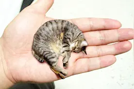 6种最昂贵的猫咪，倾家荡产只为买它，太可爱了视频封面