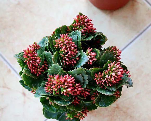 吃剩的海鲜壳可别扔，铺一层在盆底，长寿花长满花骨朵！