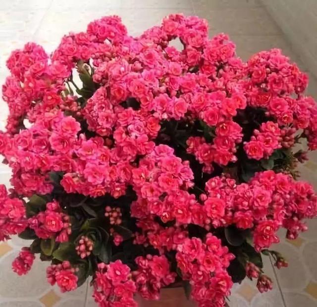 吃剩的海鲜壳可别扔，铺一层在盆底，长寿花长满花骨朵！