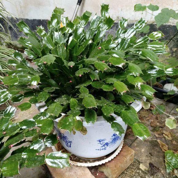 吃剩的海鲜壳可别扔，铺一层在盆底，长寿花长满花骨朵！