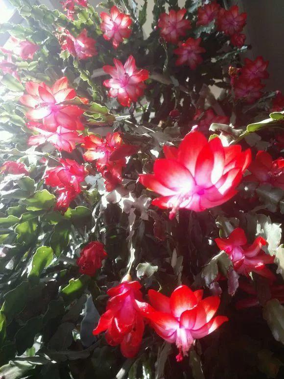 吃剩的海鲜壳可别扔，铺一层在盆底，长寿花长满花骨朵！