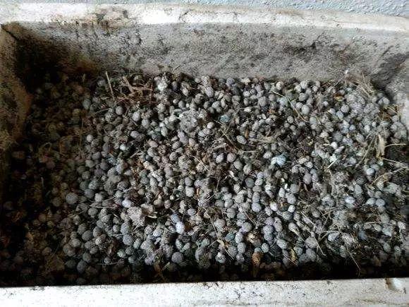 吃剩的海鲜壳可别扔，铺一层在盆底，长寿花长满花骨朵！