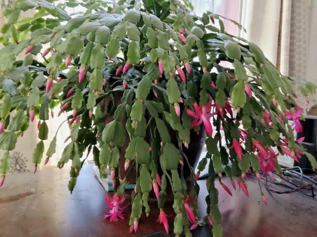 吃剩的海鲜壳可别扔，铺一层在盆底，长寿花长满花骨朵！