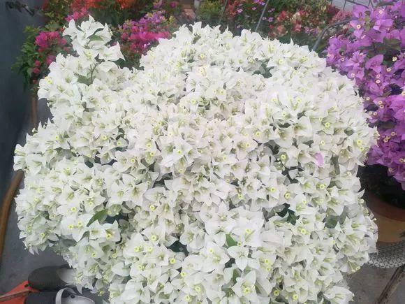 吃剩的海鲜壳可别扔，铺一层在盆底，长寿花长满花骨朵！