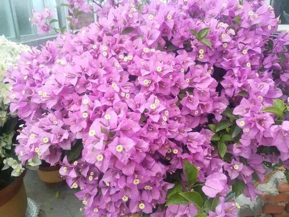 吃剩的海鲜壳可别扔，铺一层在盆底，长寿花长满花骨朵！