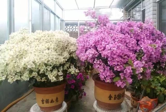 吃剩的海鲜壳可别扔，铺一层在盆底，长寿花长满花骨朵！