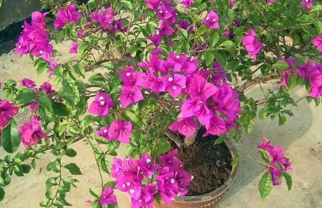 吃剩的海鲜壳可别扔，铺一层在盆底，长寿花长满花骨朵！