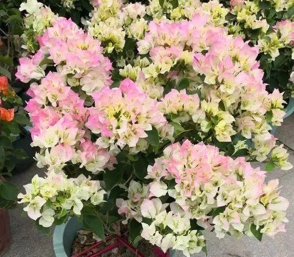 吃剩的海鲜壳可别扔，铺一层在盆底，长寿花长满花骨朵！