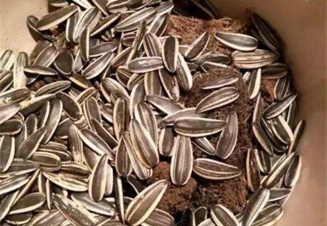 吃剩的海鲜壳可别扔，铺一层在盆底，长寿花长满花骨朵！